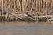 Piro-piro culbianco (Tringa ochropus) © Giuseppe Colombo