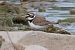Corriere piccolo (Charadrius dubius) © Giuseppe Colombo