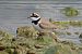 Corriere piccolo (Charadrius dubius) © Giuseppe Colombo