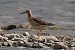 Combattente (Calidris pugnax) © Giuseppe Colombo