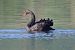 Cigno nero (Cygnus atratus) © Giuseppe Colombo