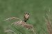 Stiaccino (Saxicola rubetra) © Andrea Angiari