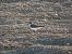 Corriere piccolo (Charadrius dubius) © Enrico Catalano