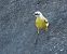 Western Yellow Wagtail (ssp. iberiae), Spanish  - Thomas Auzinger