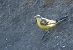 Western Yellow Wagtail (ssp. iberiae), Spanish  - Thomas Auzinger