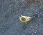 Western Yellow Wagtail (ssp. iberiae), Spanish  - Thomas Auzinger