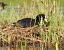 Folaga (Fulica atra) © Patrizio Gigli