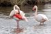 Flamant rose (Phoenicopterus roseus) © Heinrich Malina