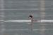 Horned Grebe 