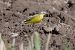Blue-headed Yellow Wagtail (ssp. flava) 