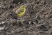 Blue-headed Yellow Wagtail (ssp. flava) 