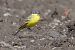 Blue-headed Yellow Wagtail (ssp. flava) 
