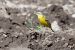 Blue-headed Yellow Wagtail (ssp. flava) 