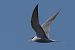 Sterna comune (Sterna hirundo) © Autore sconosciuto