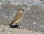 Isabelline Wheatear  - Ernesto Giovanni Occhiato