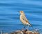 Isabelline Wheatear  - Ernesto Giovanni Occhiato