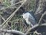 Nitticora (Nycticorax nycticorax) © Nicola Romeo Arena