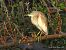Sgarza ciuffetto (Ardeola ralloides) © Nicola Romeo Arena