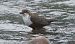 Merlo acquaiolo (Cinclus cinclus) © Christian Kofler