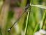 Ischnura elegans © Barlotti Andrea