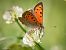 Lycaena phlaeas © Barlotti Andrea