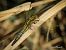 Orthetrum cancellatum  - Barlotti Andrea
