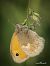 Coenonympha pamphilus © Barlotti Andrea