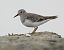 Gambecchio nano (Calidris temminckii) © Enrico Cecconello