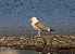 Gabbiano pontico (Larus cachinnans) © Roberto Brembilla