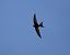 Rondone comune (Apus apus) © Roberto Brembilla