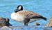 Canada Goose (Branta canadensis) © Matteo Faggi