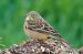 Ortolano (Emberiza hortulana) © Walter Fauster