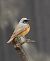 Common Redstart (Phoenicurus phoenicurus) © Denise Schneider