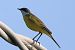 Western Yellow Wagtail (Motacilla flava) © Maurizio Parenti