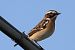 Whinchat (Saxicola rubetra) © Maurizio Parenti