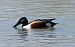 Northern Shoveler (Spatula clypeata) © Sergio Enrico Gallo