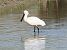 Löffler (Platalea leucorodia) © Sergio Enrico Gallo