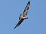 Poiana (Buteo buteo) © Massimo Angei