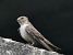 Rondine montana (Ptyonoprogne rupestris) © Massimo Angei