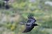 Corvo imperiale (Corvus corax) © Pierluigi Aldo Maria Sacchetti