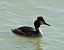 Svasso maggiore (Podiceps cristatus) © Hubert Bodziony