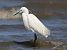 Garzetta (Egretta garzetta) © Hubert Bodziony