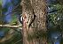 Picchio rosso maggiore (Dendrocopos major) © Emmanuelle Gay