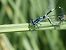 Coenagrion pulchellum  - Fausto Leandri