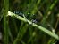 Coenagrion pulchellum © Fausto Leandri