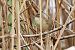 Forapaglie comune (Acrocephalus schoenobaenus) © Fabio Moretto