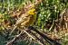 Zigolo giallo (Emberiza citrinella) © Augusto Laghi