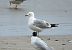 Gavina (Larus canus) © Federico Fanesi
