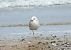 Gabbiano pontico (Larus cachinnans) © Federico Fanesi