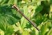 Small Bluetail (Ischnura pumilio) © Lorenzo Lanzani